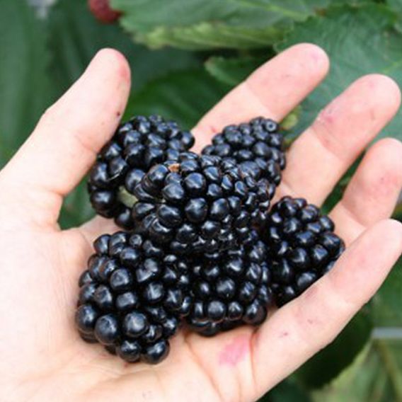 Blackberry 'Coolaris Patio Black' (Patio fruit)