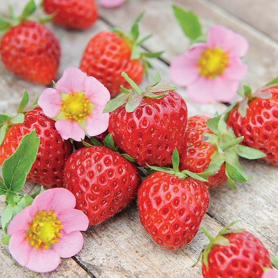 Strawberry 'Just Add Cream™'