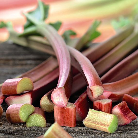 Rhubarb Sanvitos Early