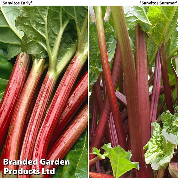 Rhubarb 'Sanvitos®' Duo