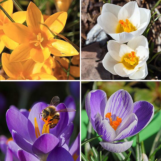 Crocus Dutch Collection