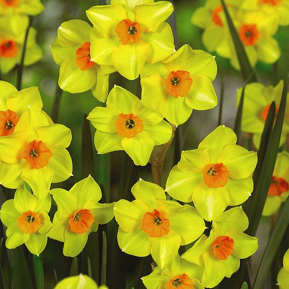 Narcissus Super Scented Jonquilla Mix