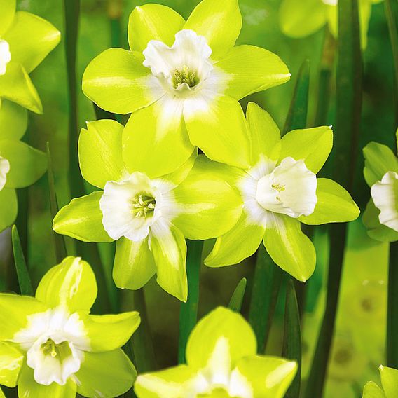 Narcissus Super Scented Jonquilla Mix