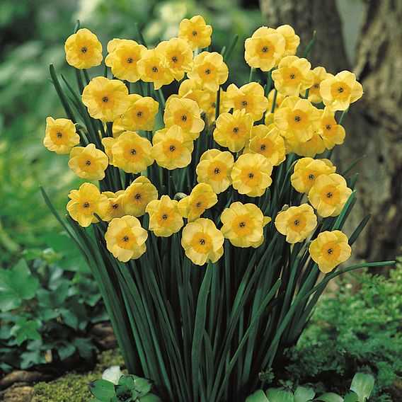 Narcissus Super Scented Jonquilla Mix