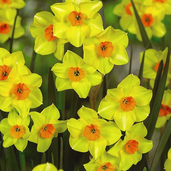Narcissus Super Scented Jonquilla Mix