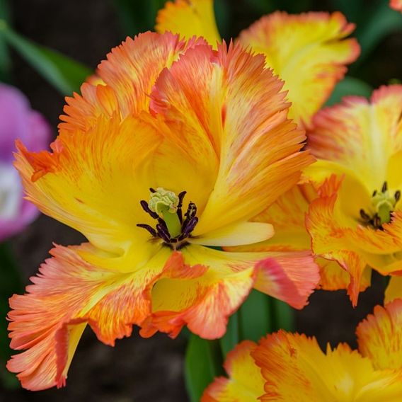 Tulip 'Caribbean Parrot'