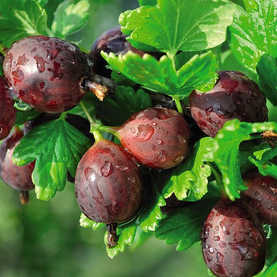 Gooseberry 'Giggles Red'