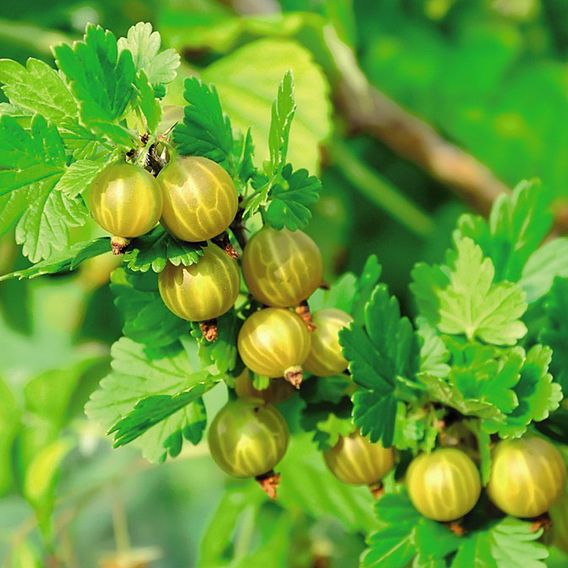 Gooseberry 'Giggles Gold'