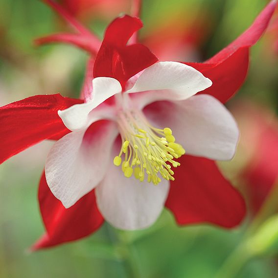 Aquilegia Red Dream