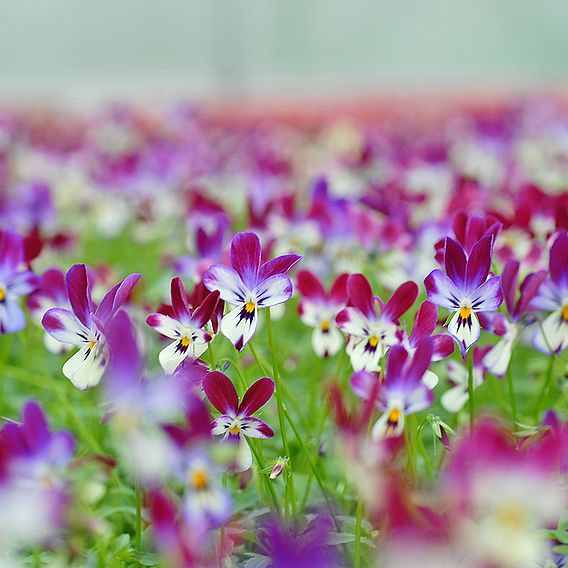 Viola hybrida ‘Bunny Ears’