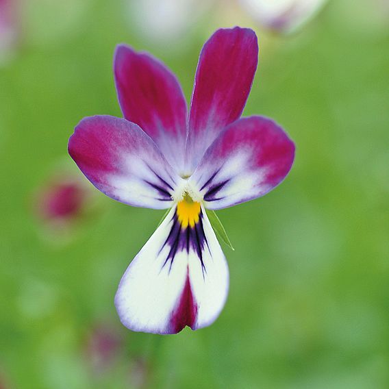Viola hybrida ‘Bunny Ears’
