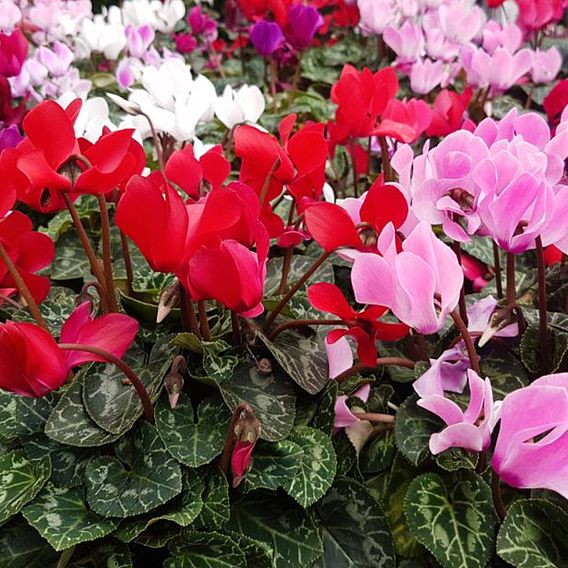 Cyclamen persicum Metis Series