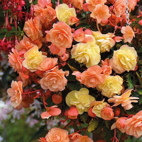 Begonia 'Fragrant Falls' Duo