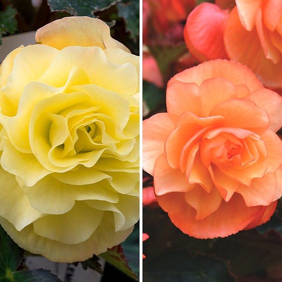 Begonia Fragrant Falls Duo