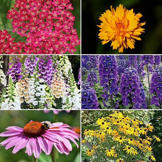 Best Value Hexadic Perennial Collection