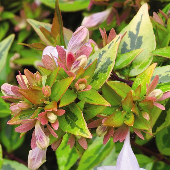 Abelia x grandiflora 'Kaleidoscope'