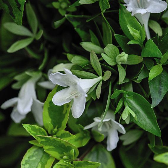 Abelia x grandiflora 'Kaleidoscope'