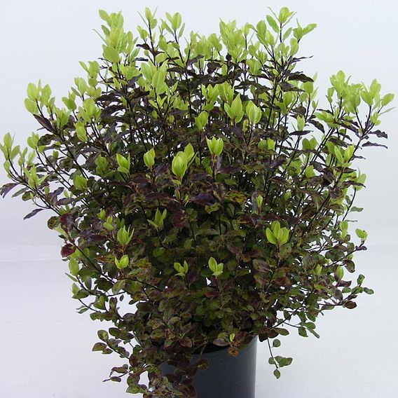 Pittosporum tenuifolium 'Tom Thumb'