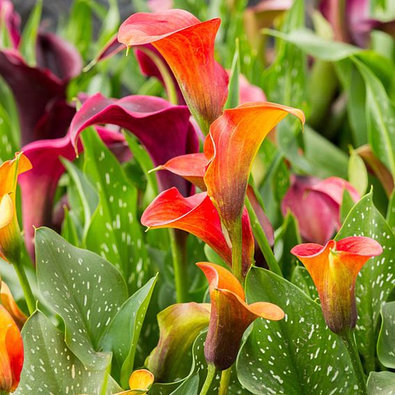 Calla Lily 'Spectrum Mixed'