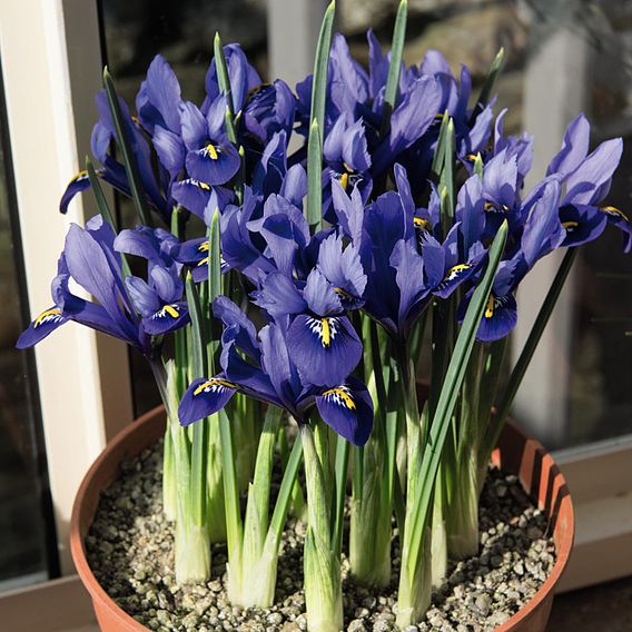 Iris Dwarf Collection