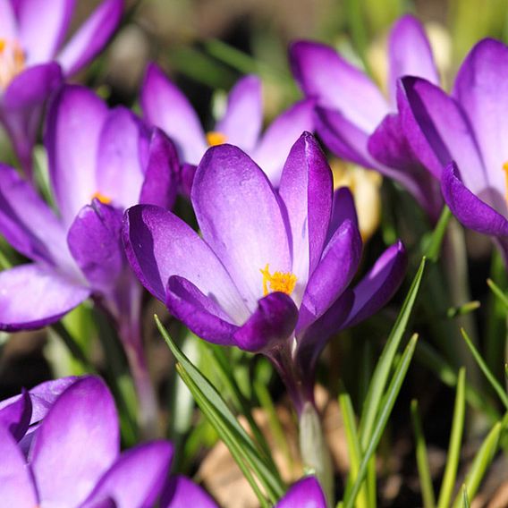 Crocus Ruby Giant