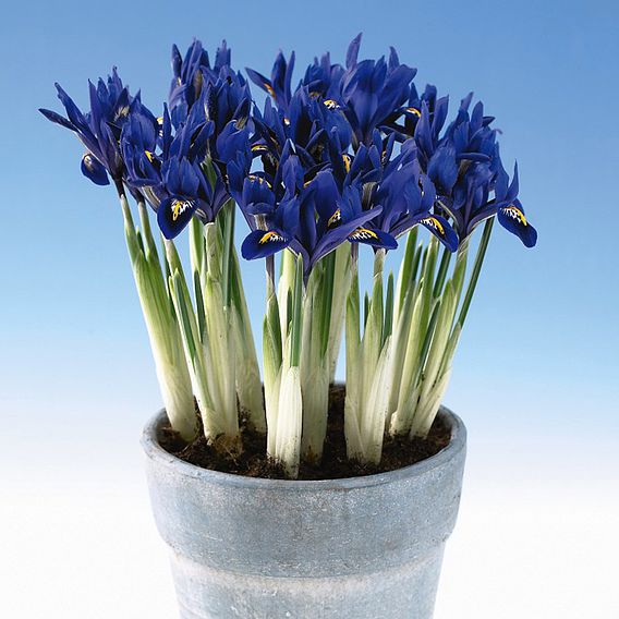 Iris reticulata