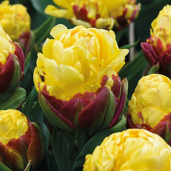 Tulip 'Ice Cream Yellow'