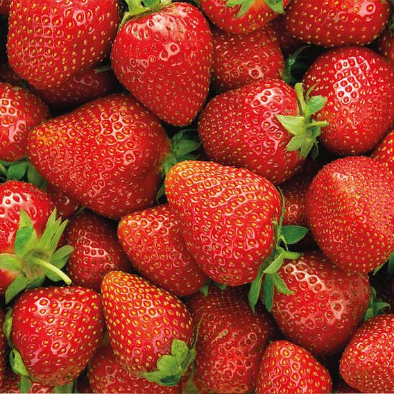 Strawberry 'Elsanta'