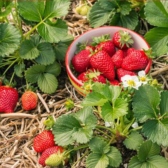 Strawberry 'Elsanta'