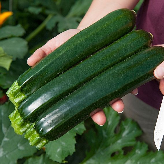 Courgette 'Twitter'