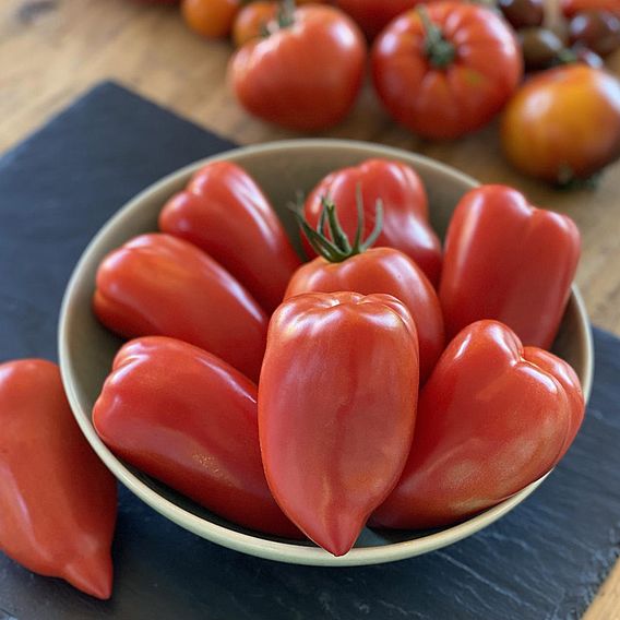 Tomato 'Bellandine'