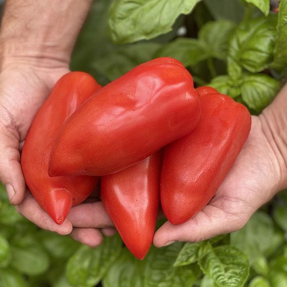 Tomato 'Bellandine'