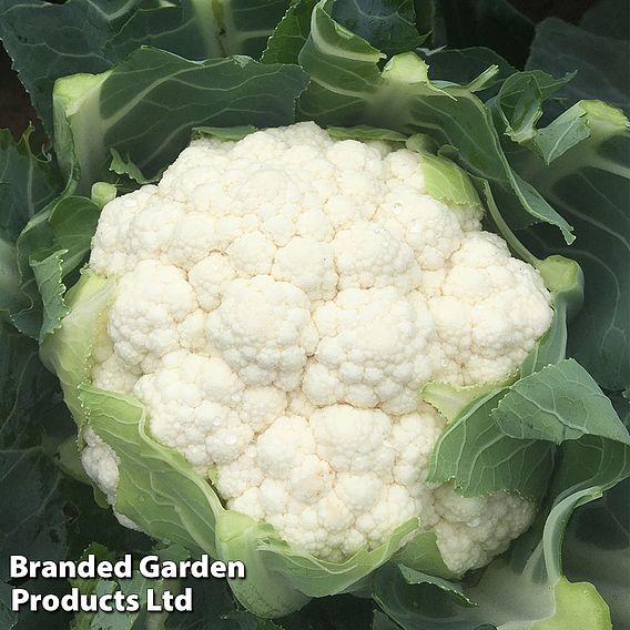 Cauliflower 'Whitex'