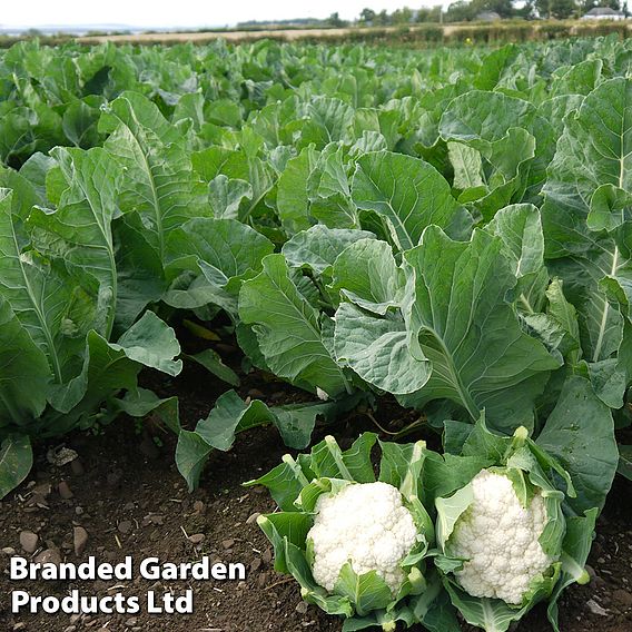 Cauliflower 'Whitex'