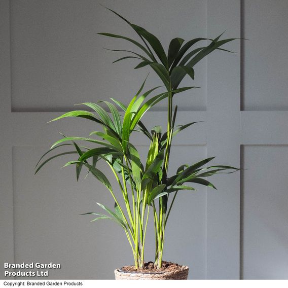 Kentia Palm