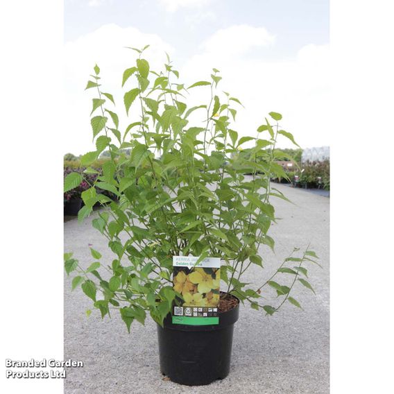Kerria japonica 'Golden Guinea'