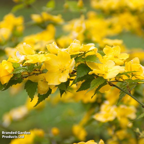 Kerria japonica 'Golden Guinea'