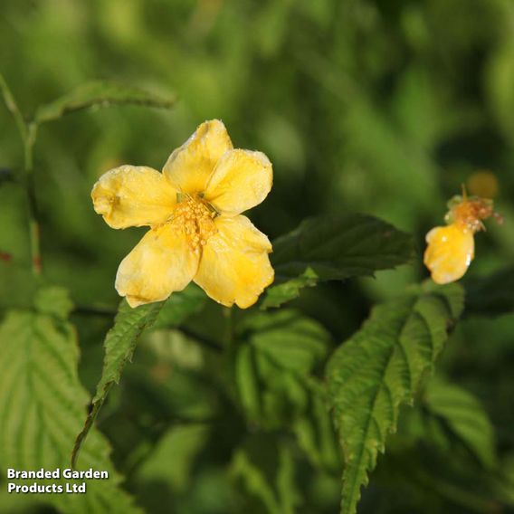Kerria japonica 'Golden Guinea'