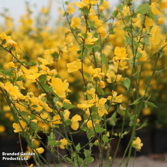 Kerria japonica 'Golden Guinea'