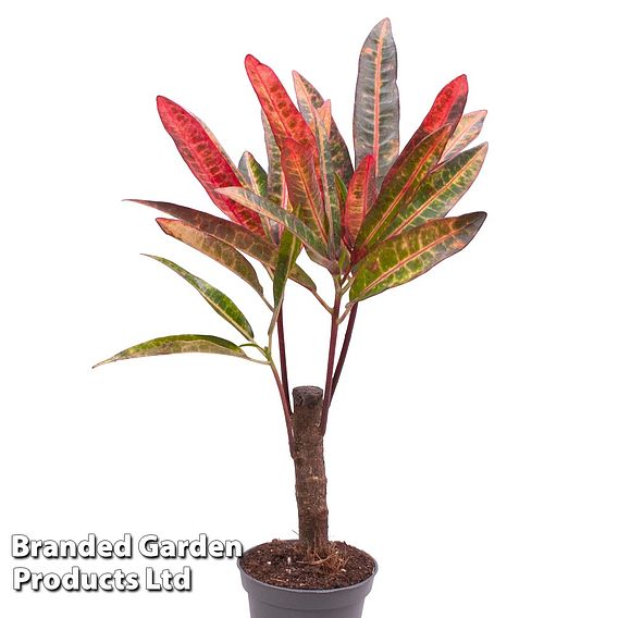 Houseplant Tropical Mix