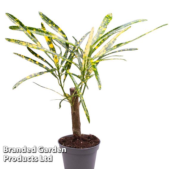 Houseplant Tropical Mix