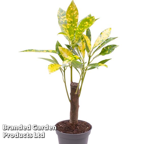 Houseplant Tropical Mix