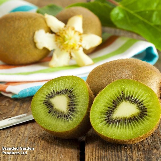 Kiwi Growers Choice