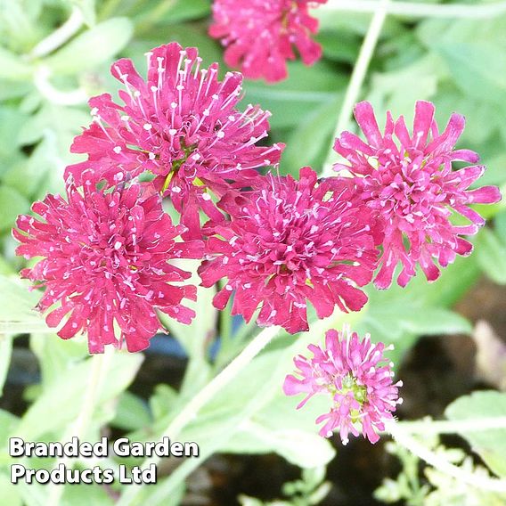 Knautia macedonica 'Mars Midget'