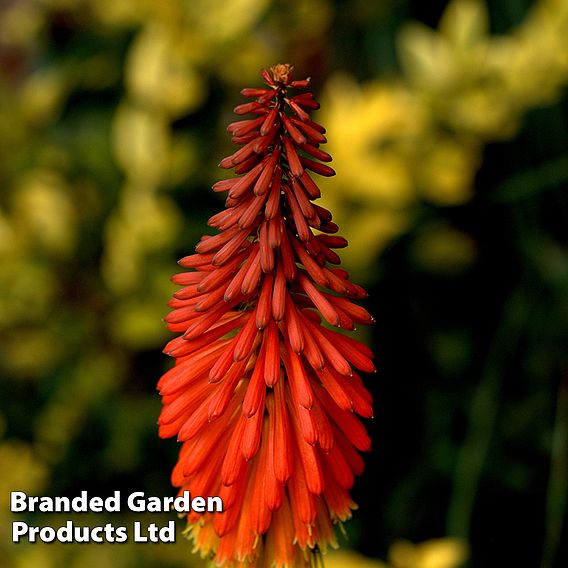 Red Hot Poker 'Redhot Popsicle'