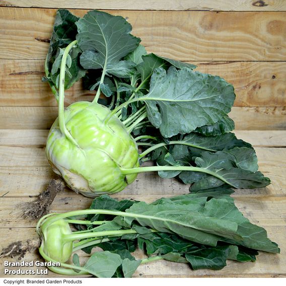 Kohlrabi 'Kossak' F1 - Seeds