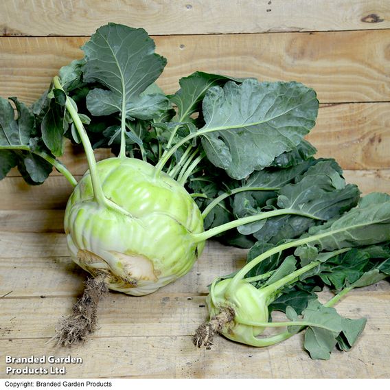 Kohlrabi 'Kossak' F1 - Seeds
