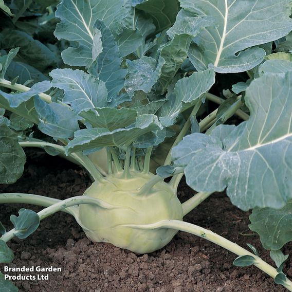 Kohlrabi 'Kossak' F1 - Seeds