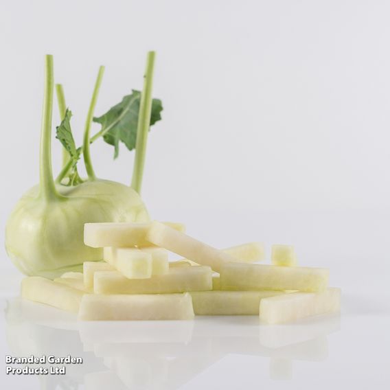 Kohlrabi 'Kossak' F1 - Seeds