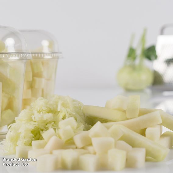 Kohlrabi 'Kossak' F1 - Seeds